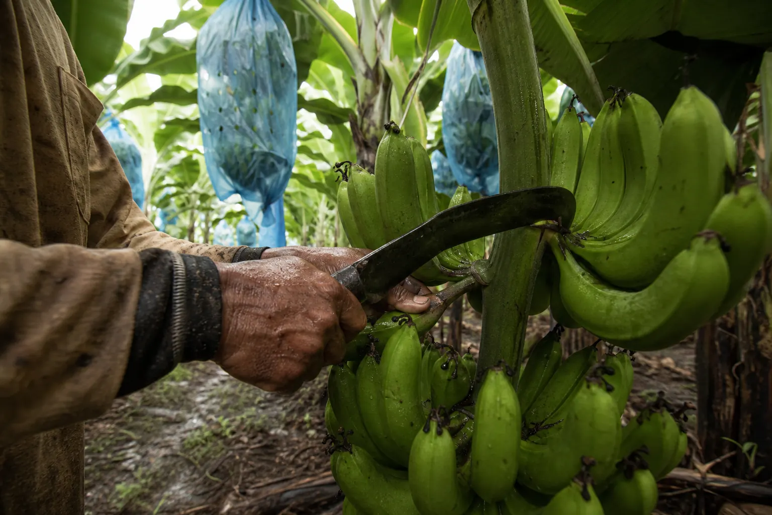 Manos cosechando banano en una plantación de Urabá