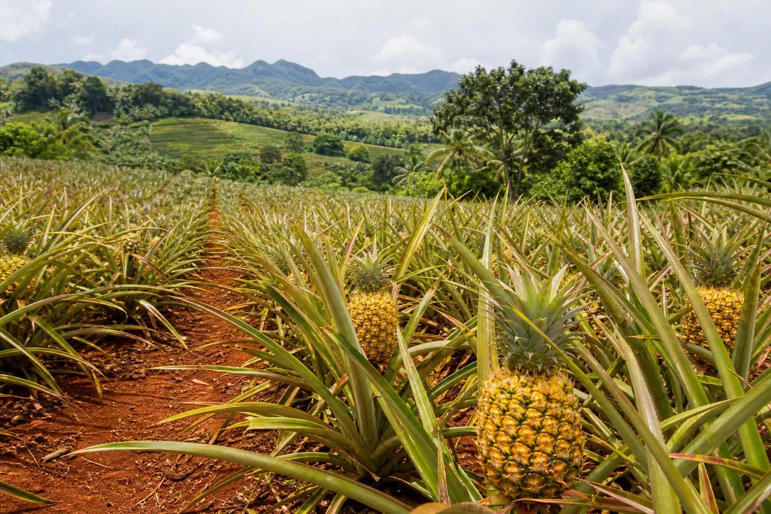 Cultivo de piña en hileras en una finca tropical colombiana