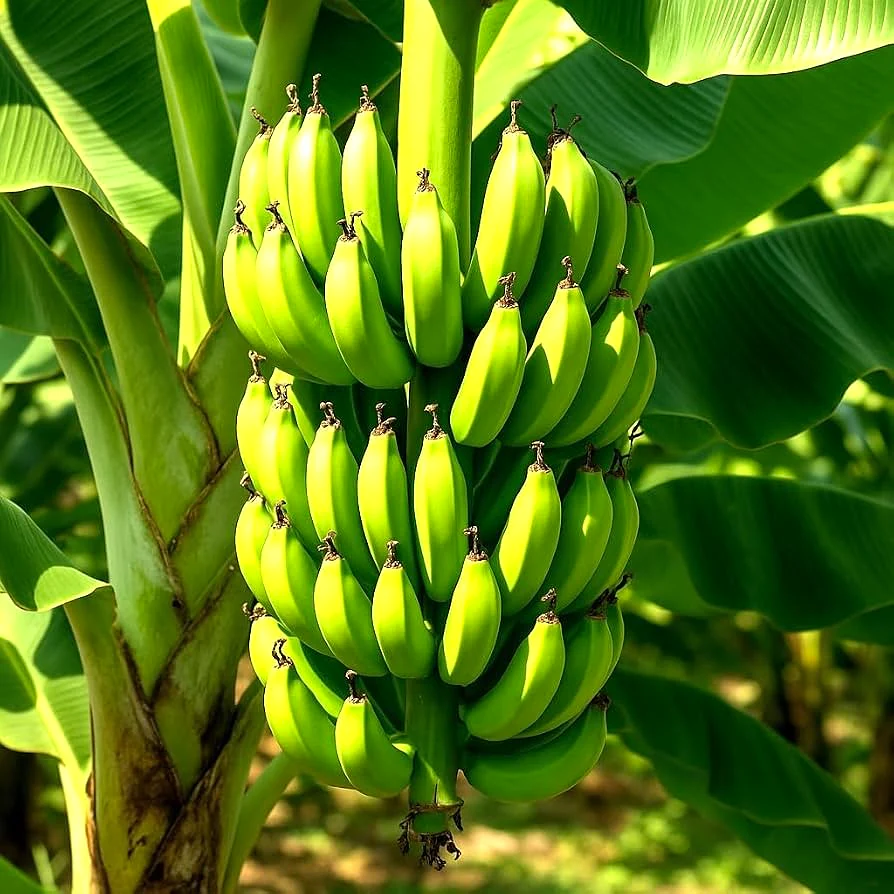 Banano Cavendish Premium