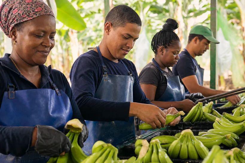Trabajadores de Urabá seleccionando banano en línea de empaque
